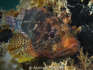 Reef Scorpionfish, a close encounter. by Abimael Márquez 